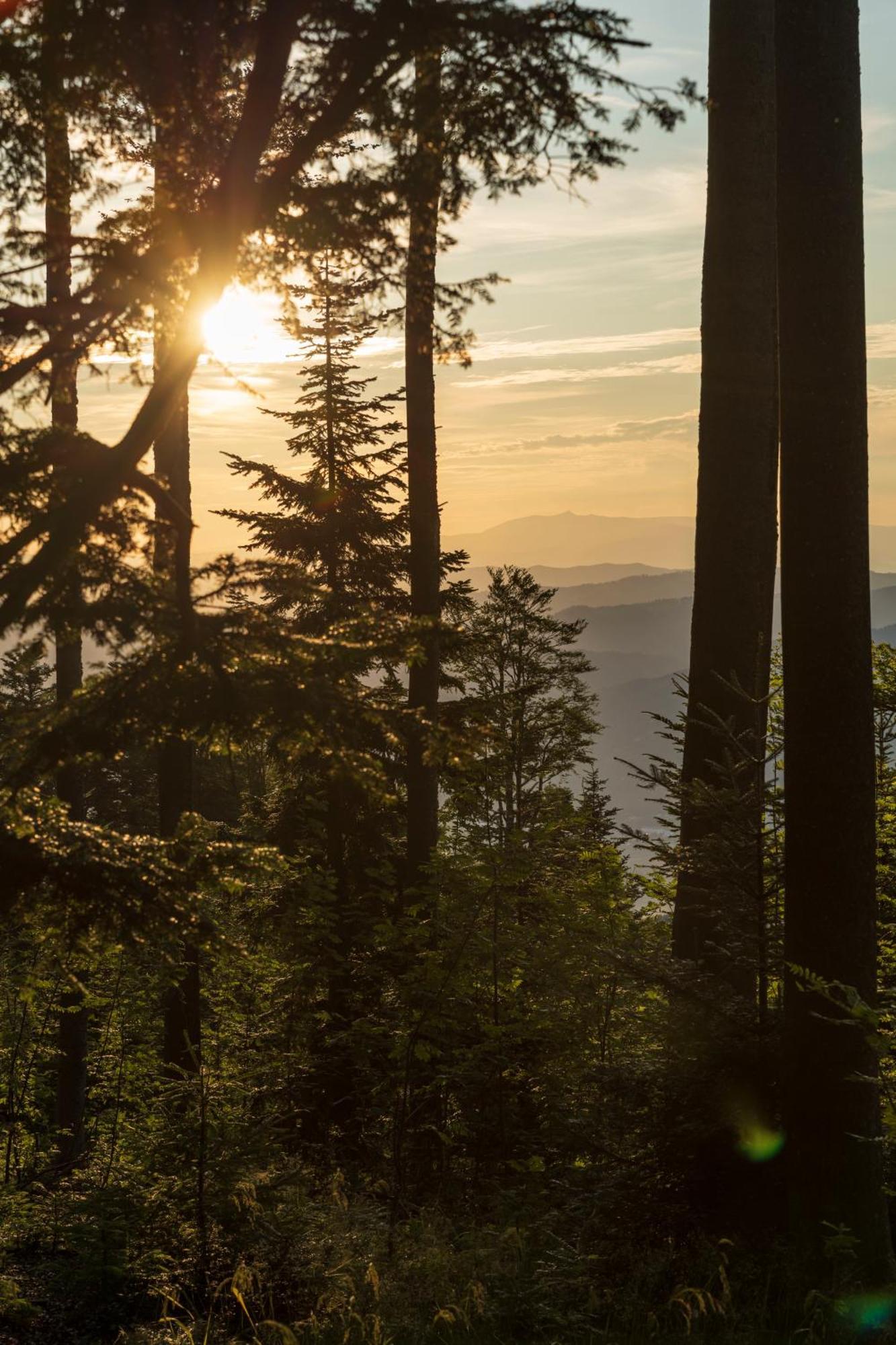 Chalet Anra Pohorje Zgornje Hoce ภายนอก รูปภาพ
